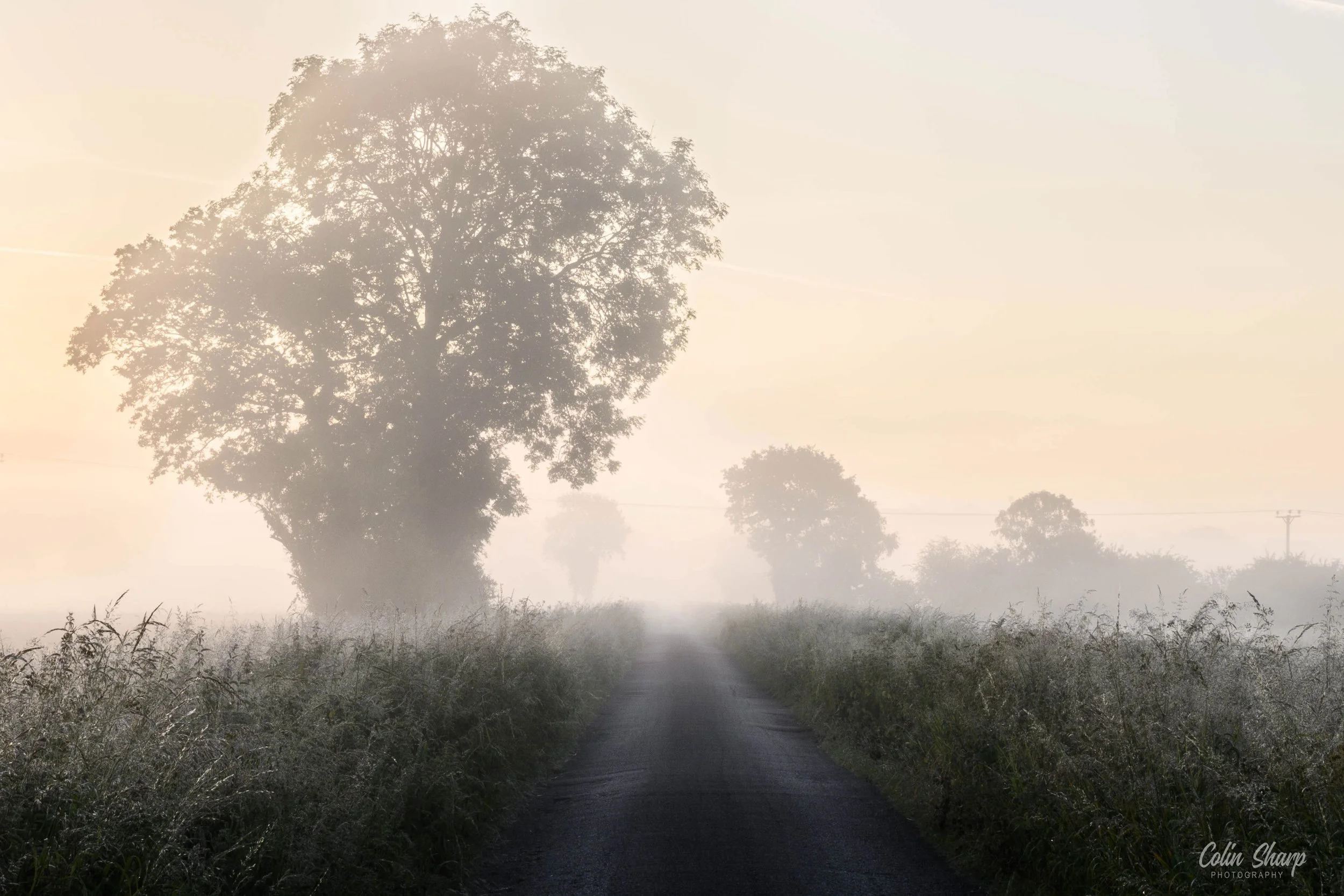 A misty country road lined with tall grass and trees, with the sun shining through the fog in the early morning.