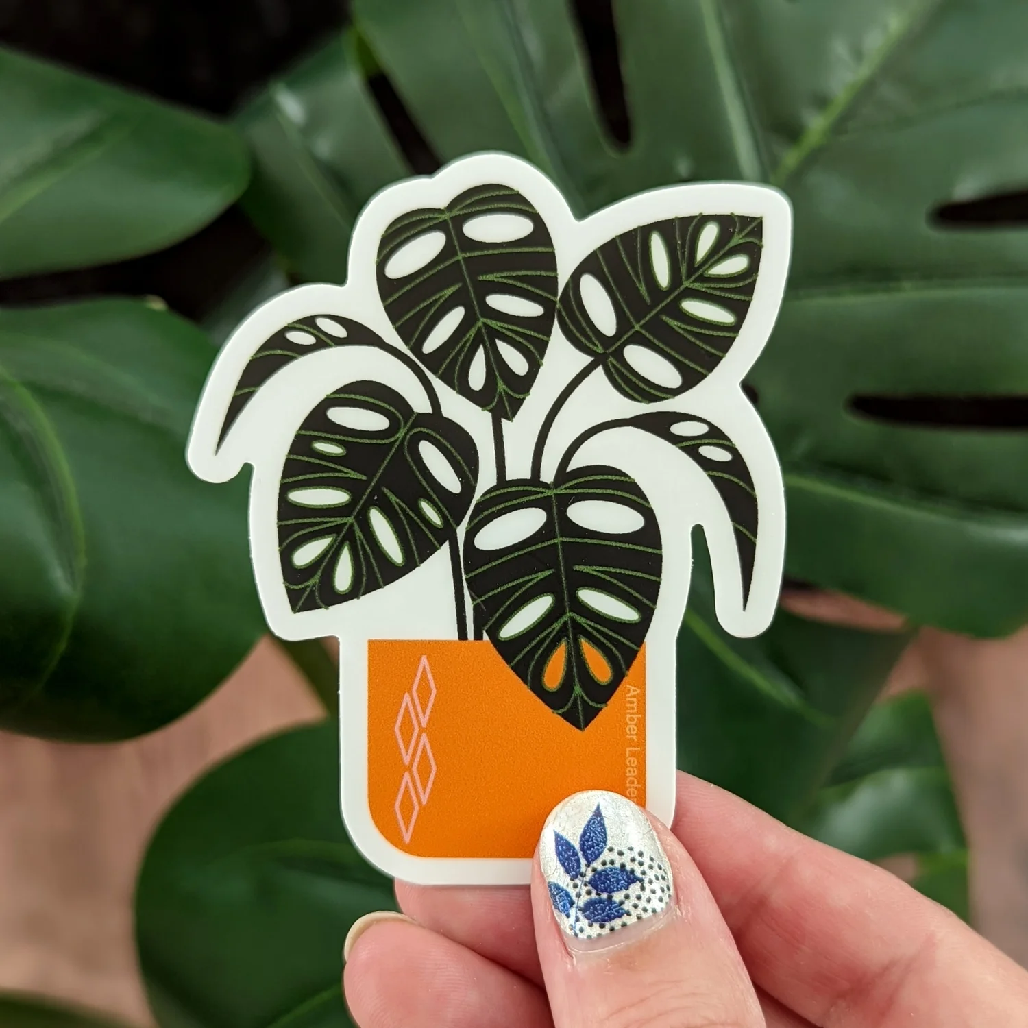 Monstera Adansonii Orange  Amber Leaders Designs