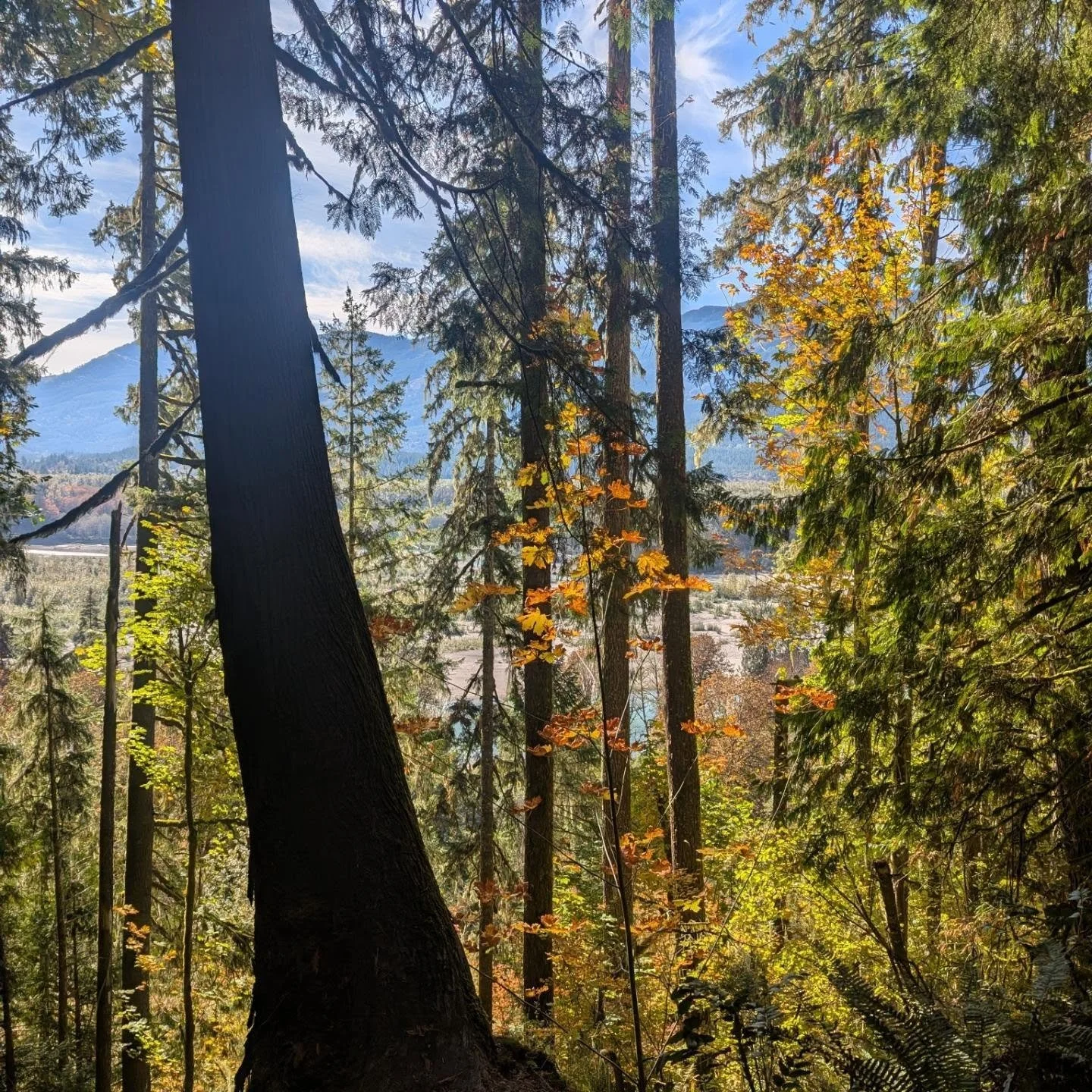 Vacation time! We've enjoyed a wonderful Fall vacation! I love the smell of the mornings with the wet dew, the surrounding colors of orange, yellow, and greenery and the magical finds of moss and mushrooms! 

Here's a photo dump of some of my favorit
