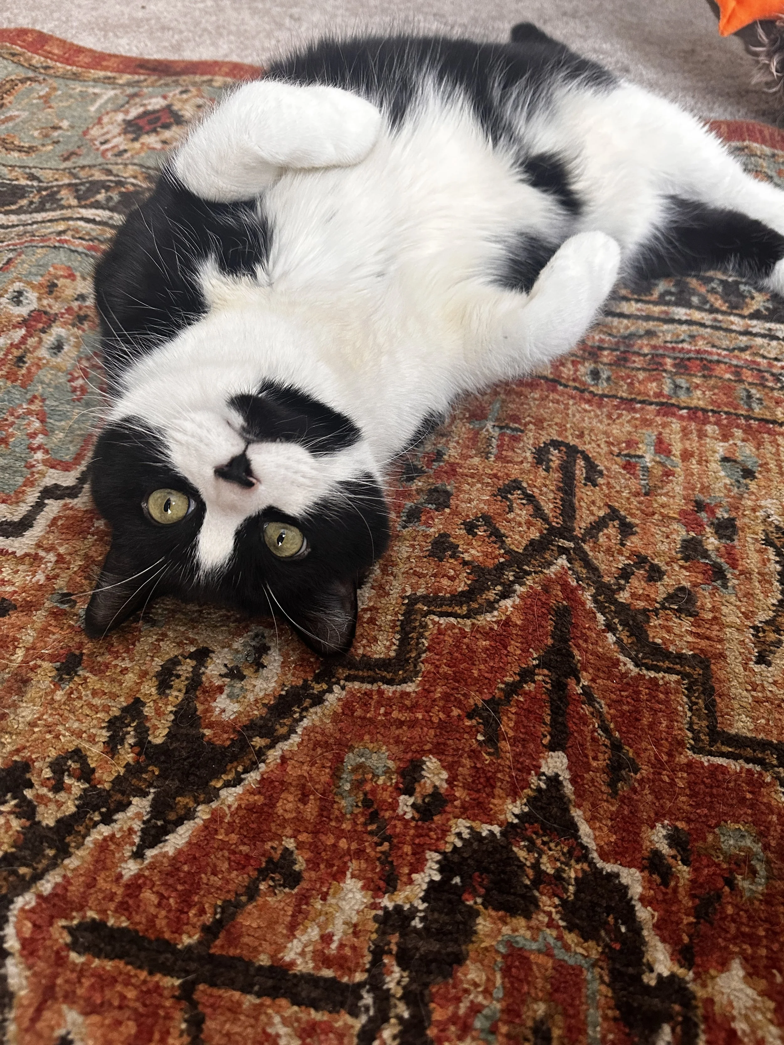 A black cat with bright yellow eyes