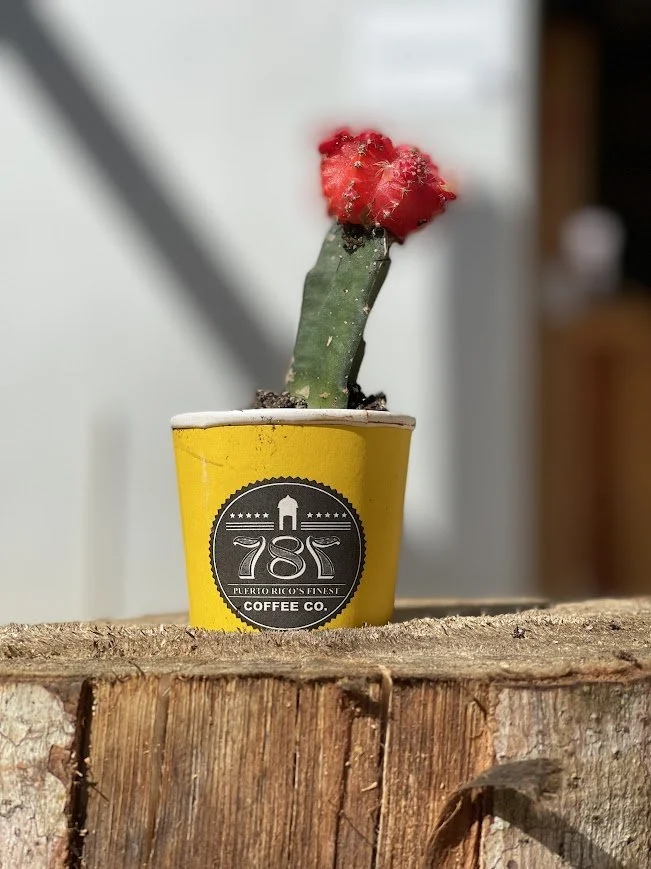 yellow cup plant.jpeg