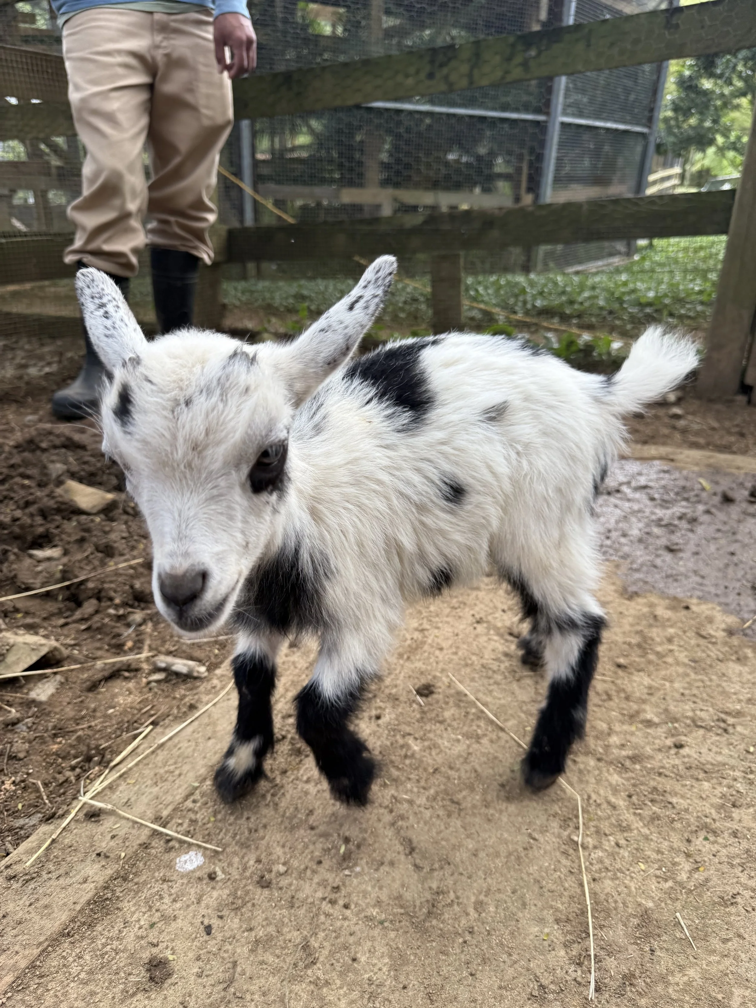 Baby goat 787 coffee jpeg.jpg