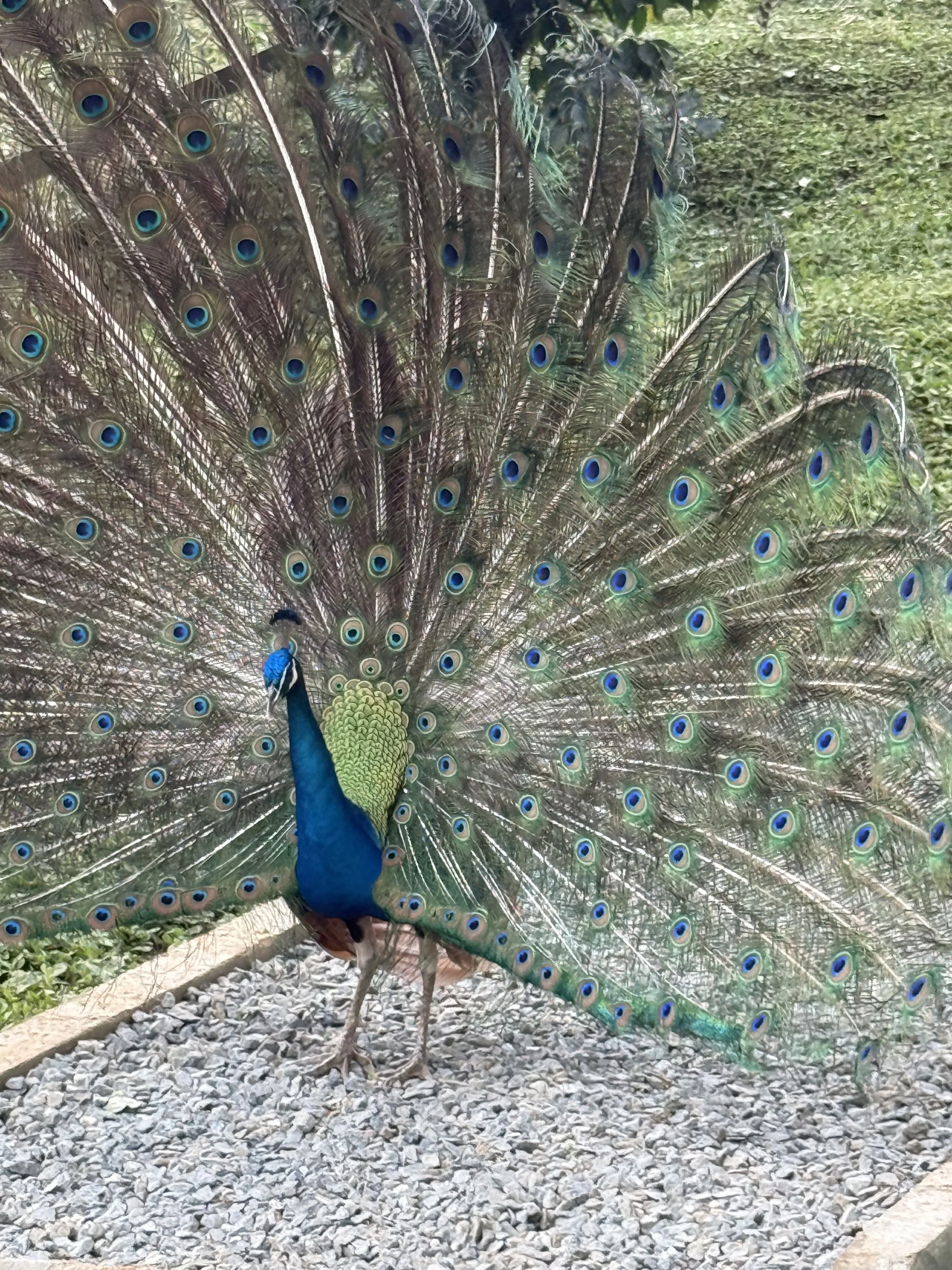 peacock 787 coffee.jpeg