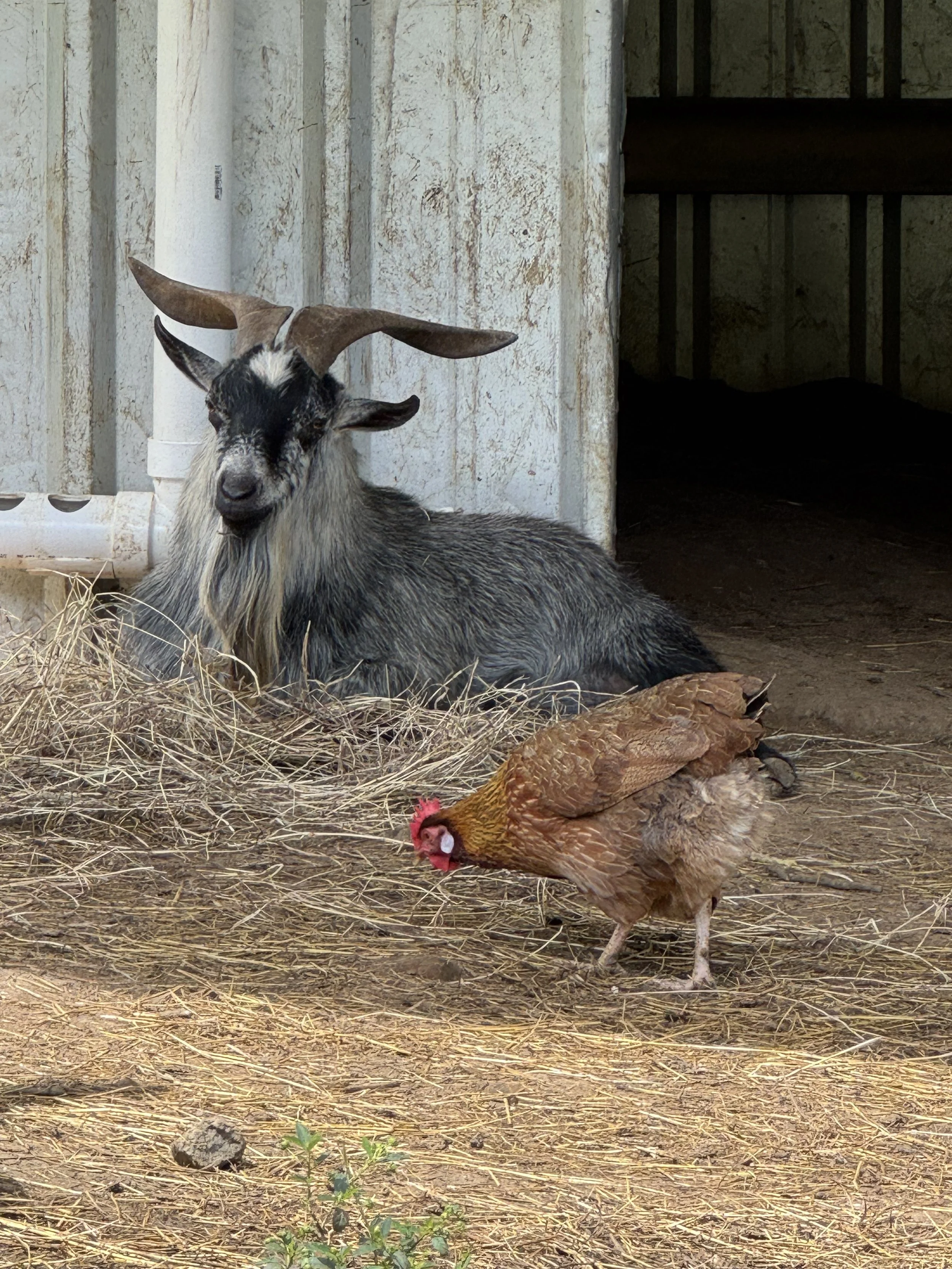 Hacienda Iluminada .jpeg