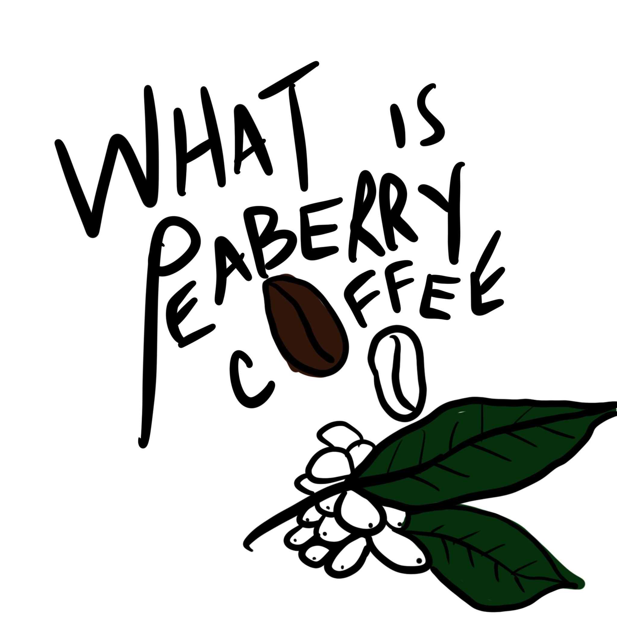 What Is Peaberry Coffee?