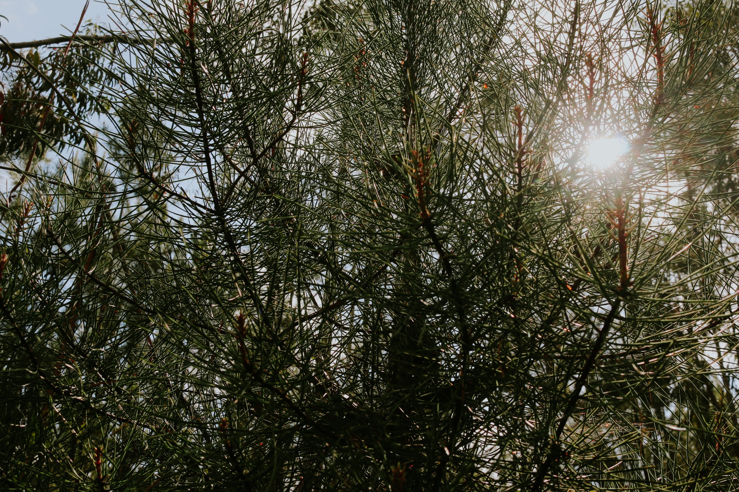Wild Pine Needles by Mark Walker