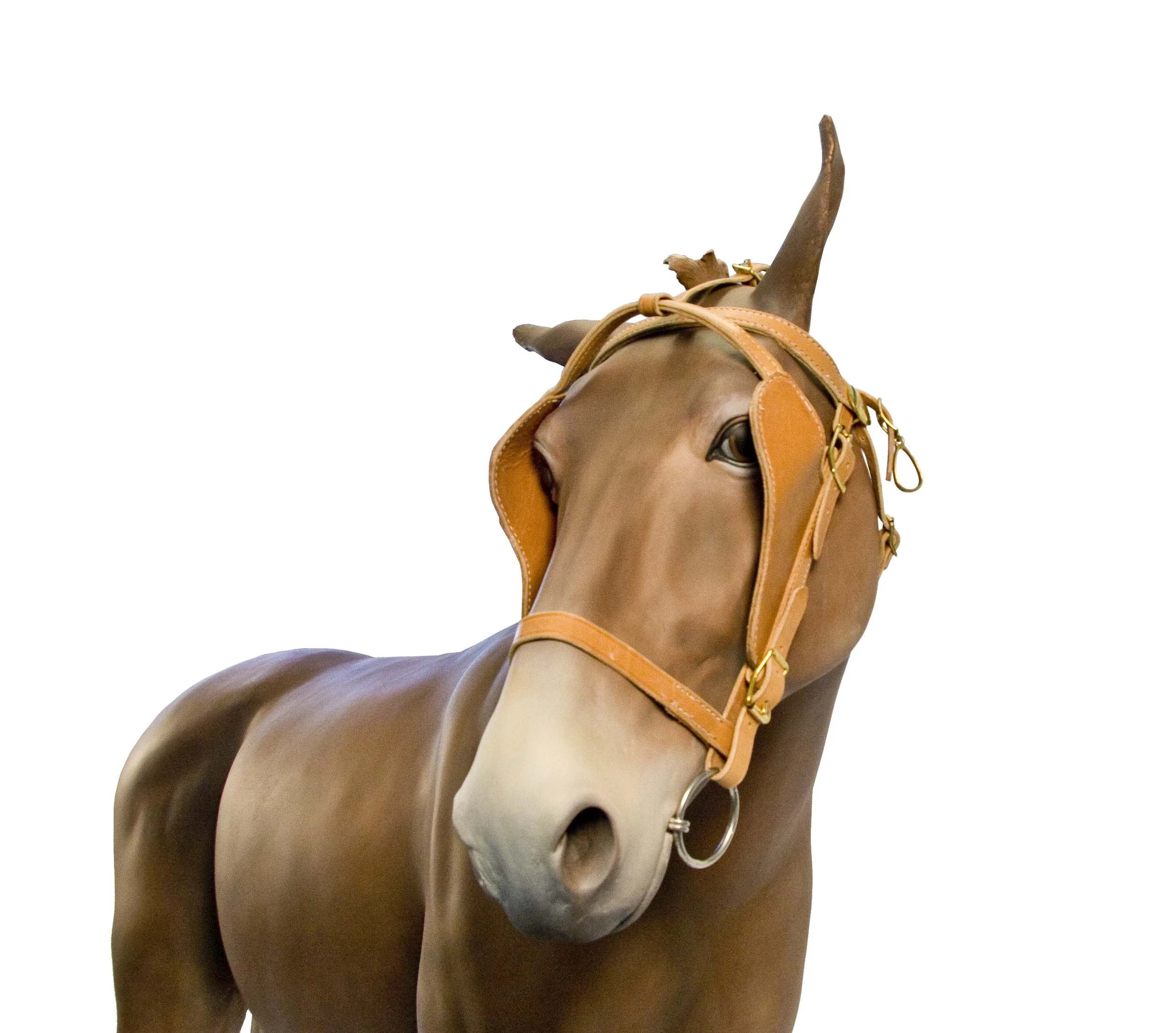 horse4.jpg