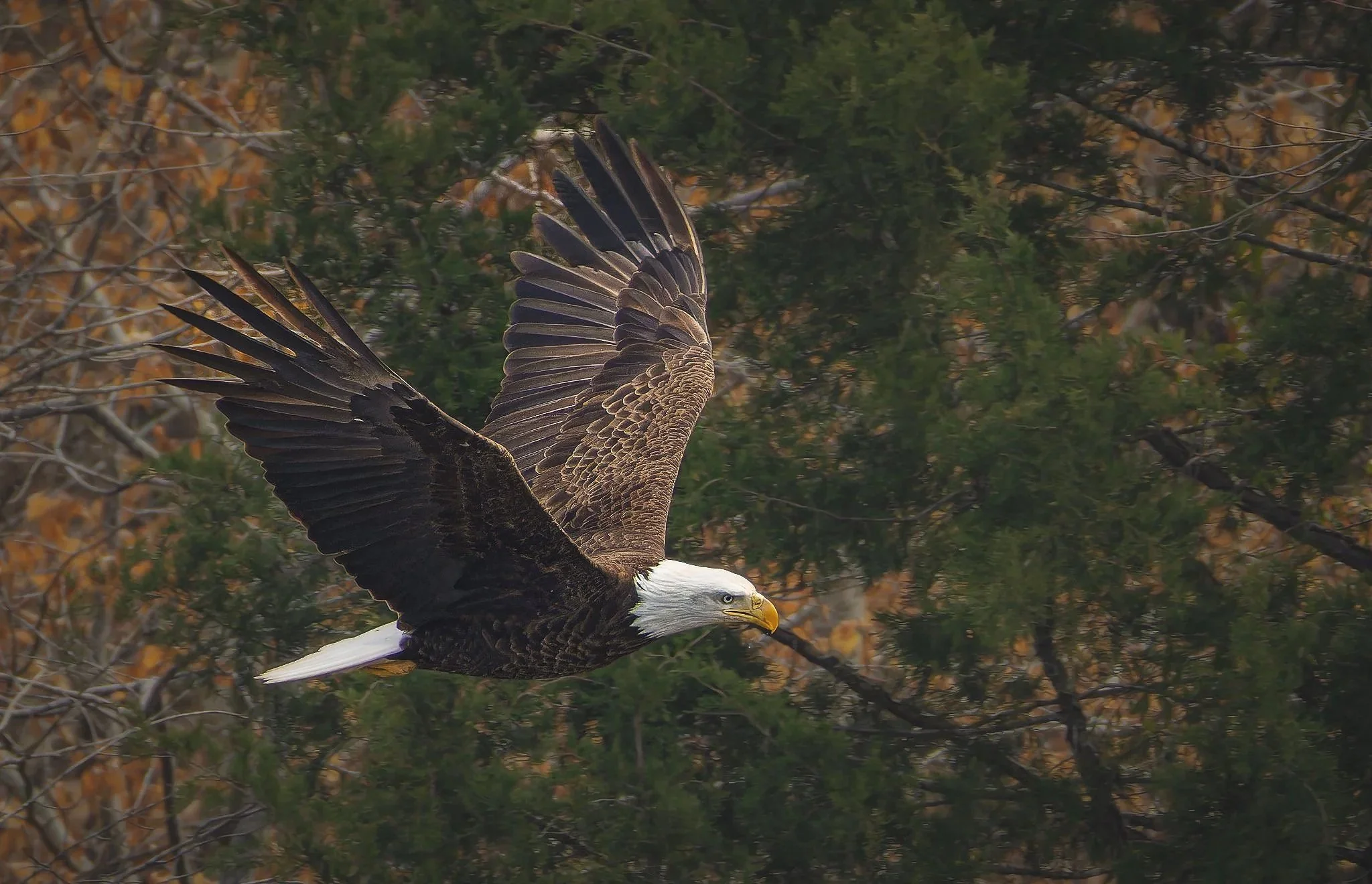 Bald+Eagle+1_Flickr++500px_2048x1320_U_100.jpg