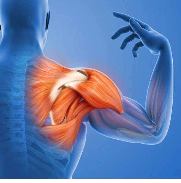 How Building Shoulder Strength Protects Your Joints and Prevents Injury