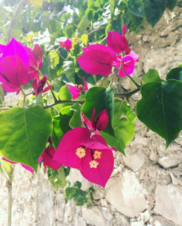 Bougainvillea in Tulum Mexico - photo by Phoebe Stout for Untold Imprint