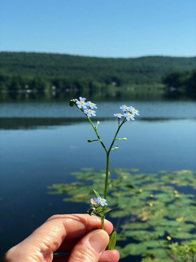 Forget-me-nots by the lake, photo by Phoebe Stout