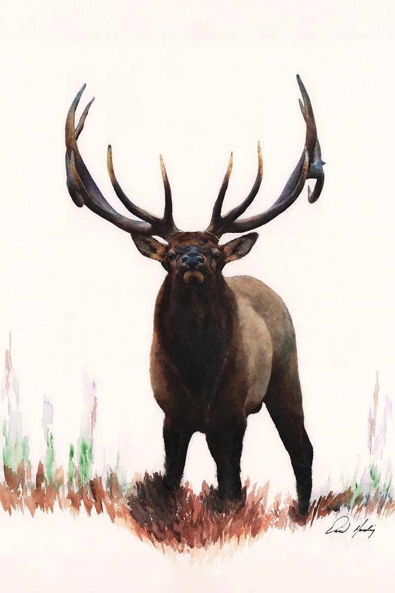 Elk.jpg