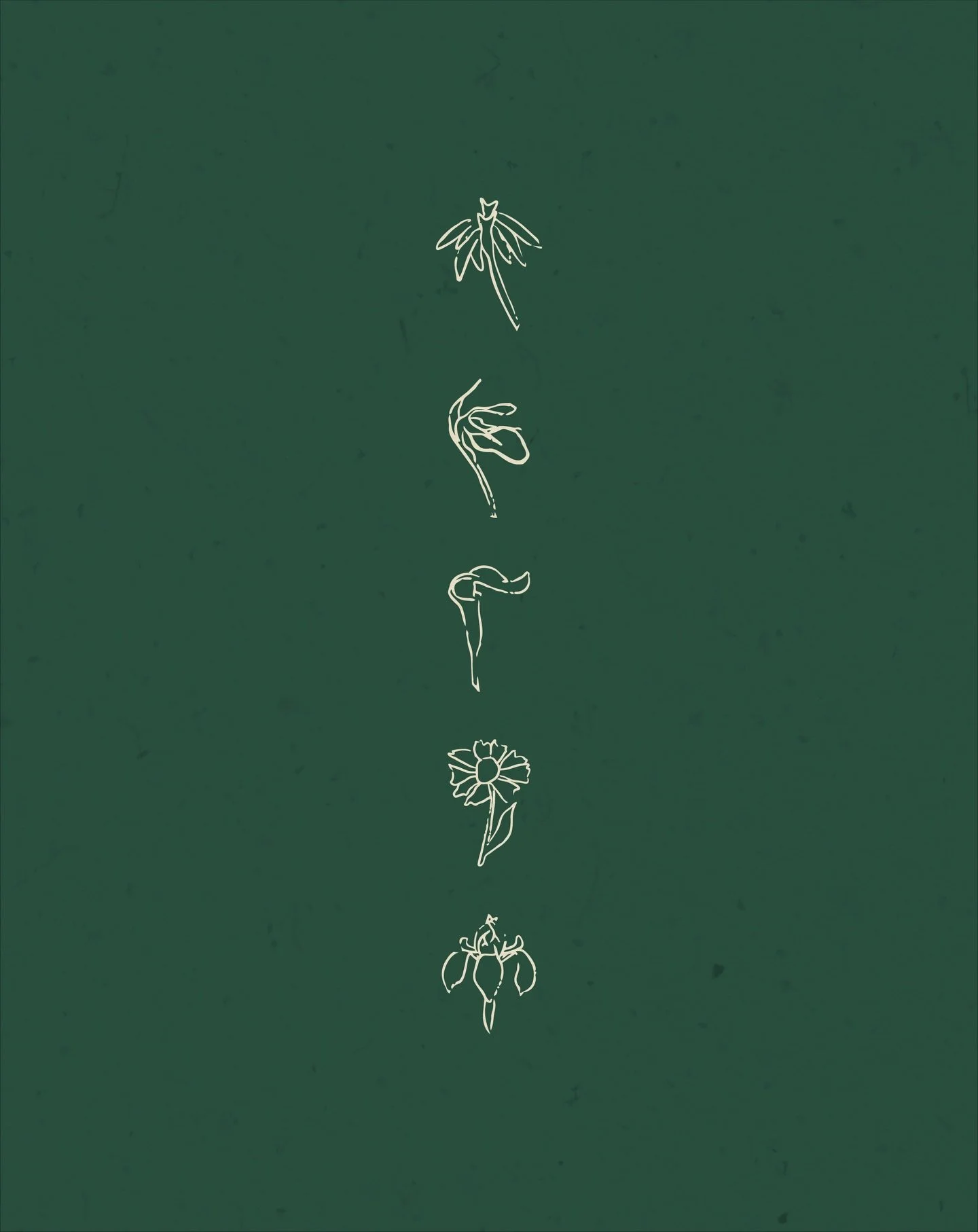 Happy first day of spring 🌿

Some unused native Maine floral illustrations that still deserved their moment!

I can&rsquo;t tell you how much I&rsquo;m looking forward to fresh blooms and warmer days☀️🌱

&bull;

#maine #springillustration #mainebra