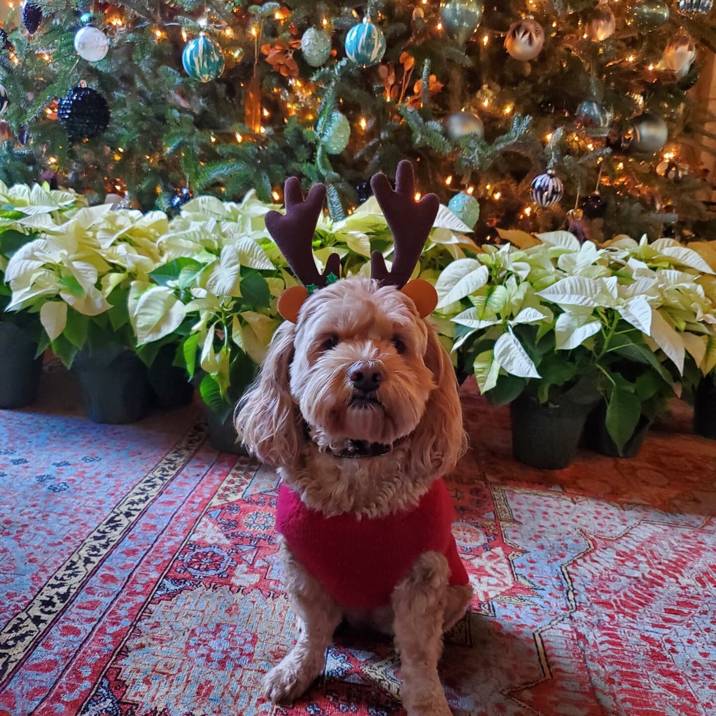 Merry Christmas season from our mascot, Moose!

May it be filled with brightness and cheer!