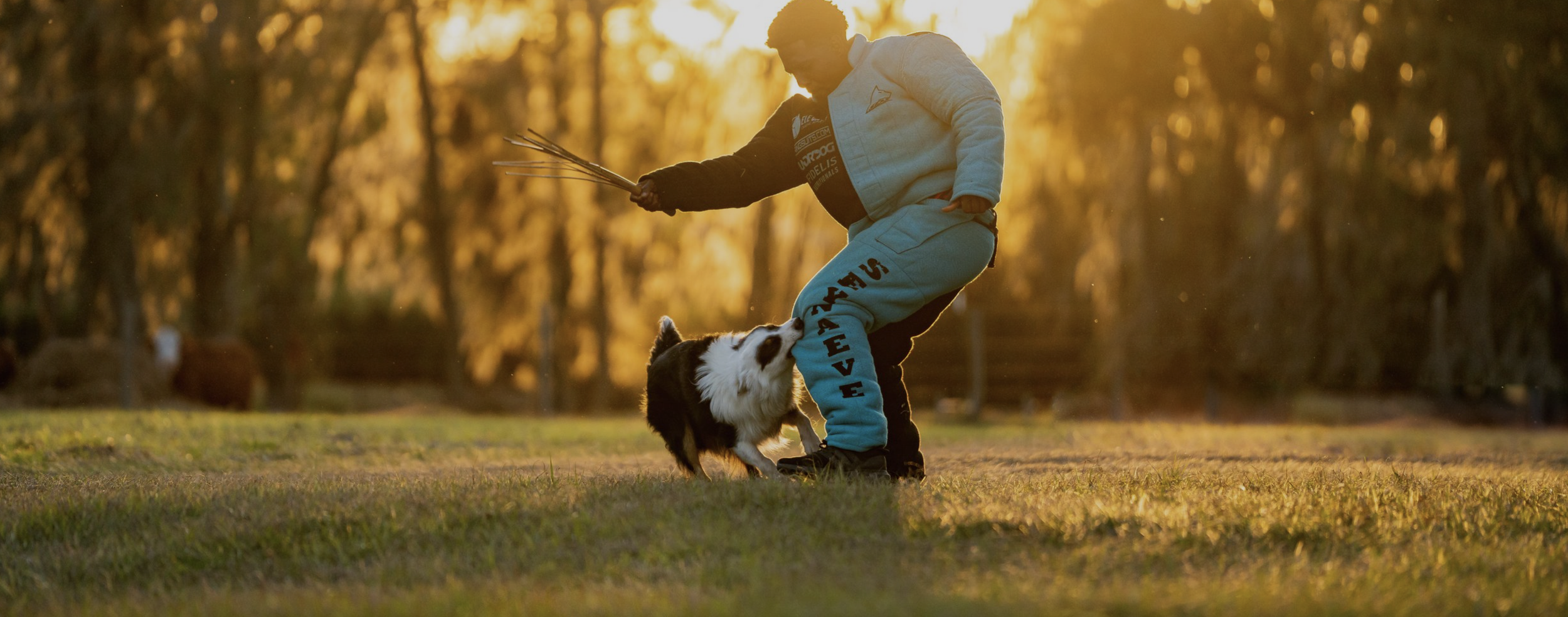 Why Reno Dogs Learn Faster When Training Starts With Curiosity Instead of Commands