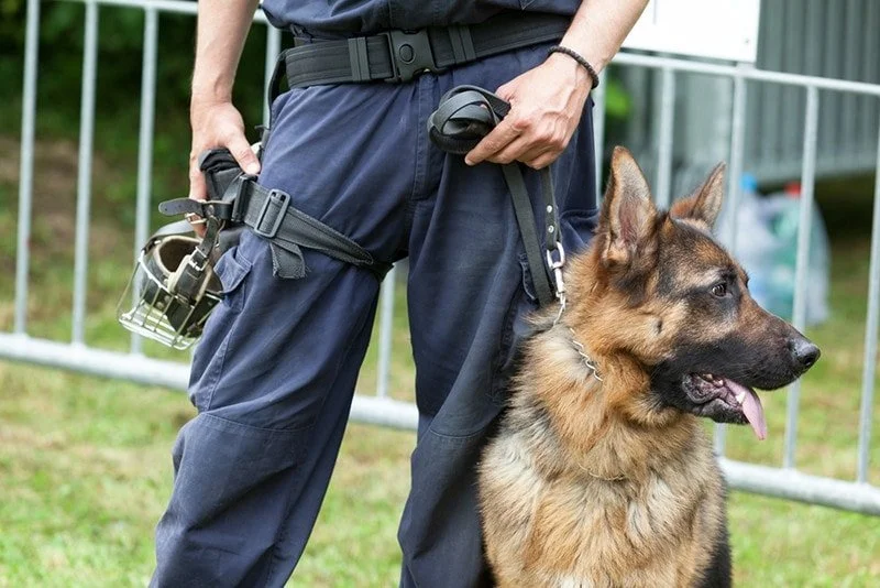 Guard Dog Training in Reno: How We Turn Instinct Into Intelligent Protection