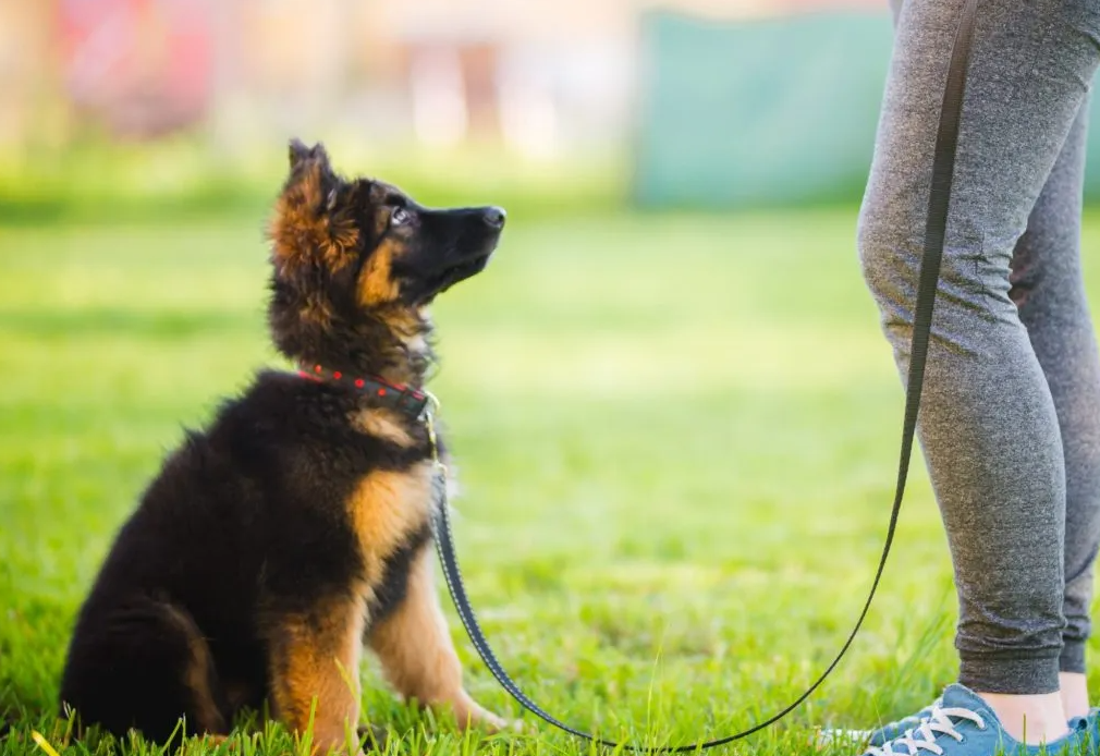Dog Obedience Training in Reno
