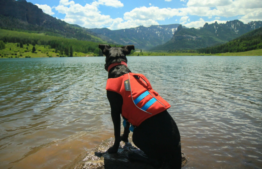 The Standards of Professional K9 Development