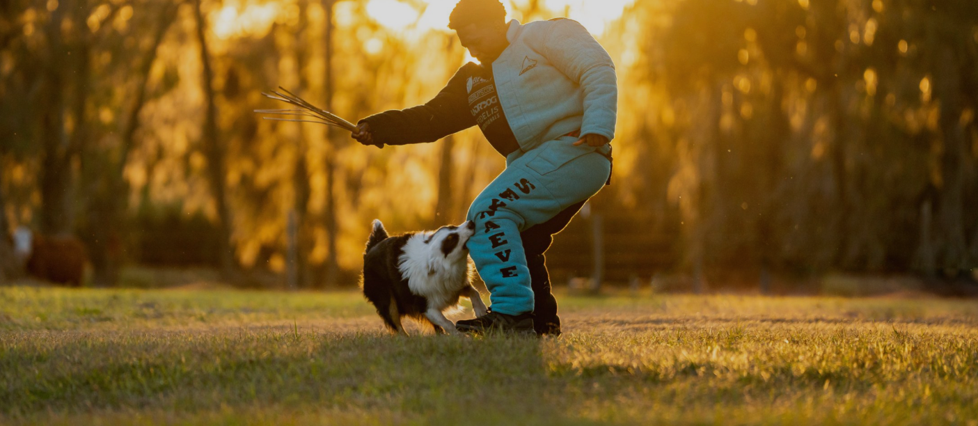 Understanding the Role of a Dog Behaviorist in Reno