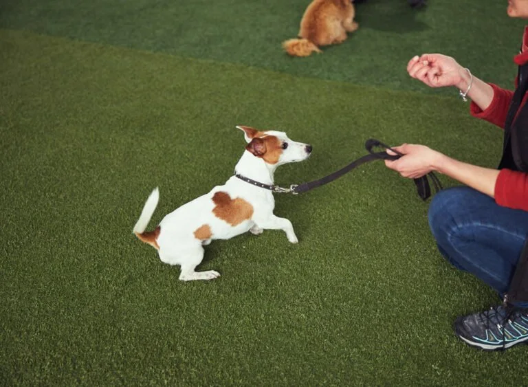 The Behavioral Architecture Behind Effective Dog Training in Reno 