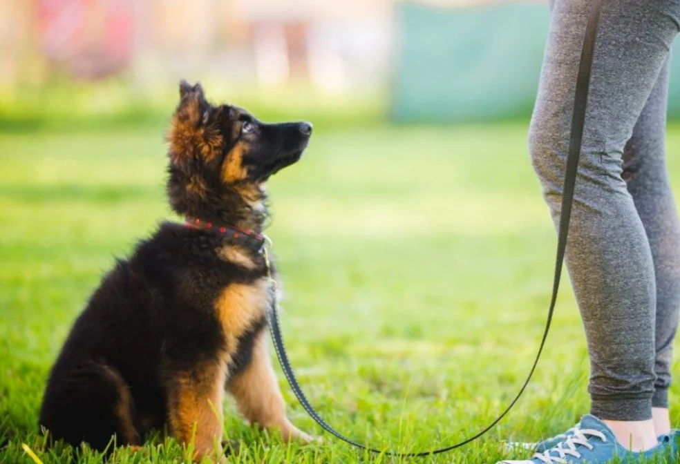 The Science of Urban Reliability: Rethinking Dog Training Service in Reno 