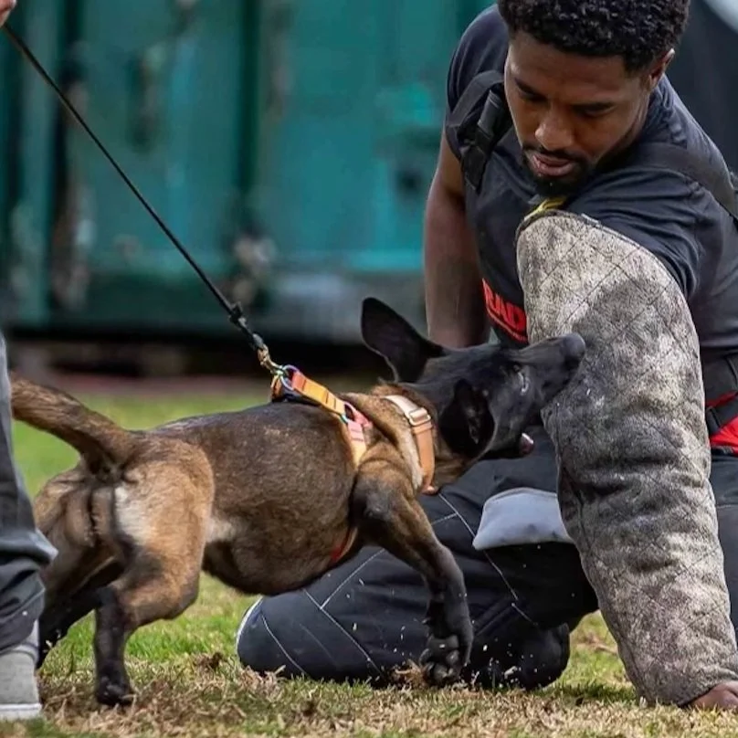 dog training schools near me