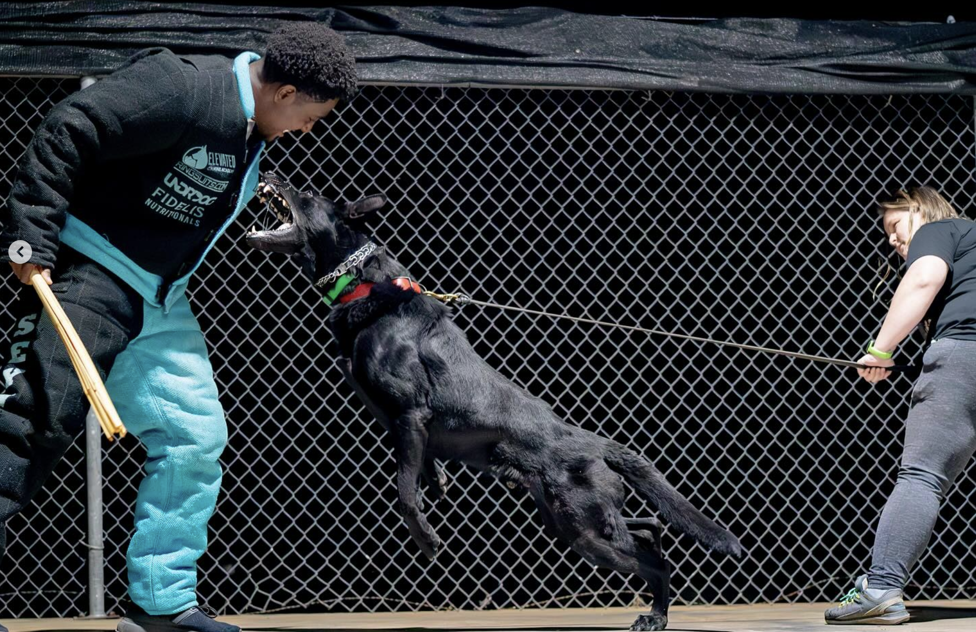 How Purpose Based Training Transforms Dogs In Reno