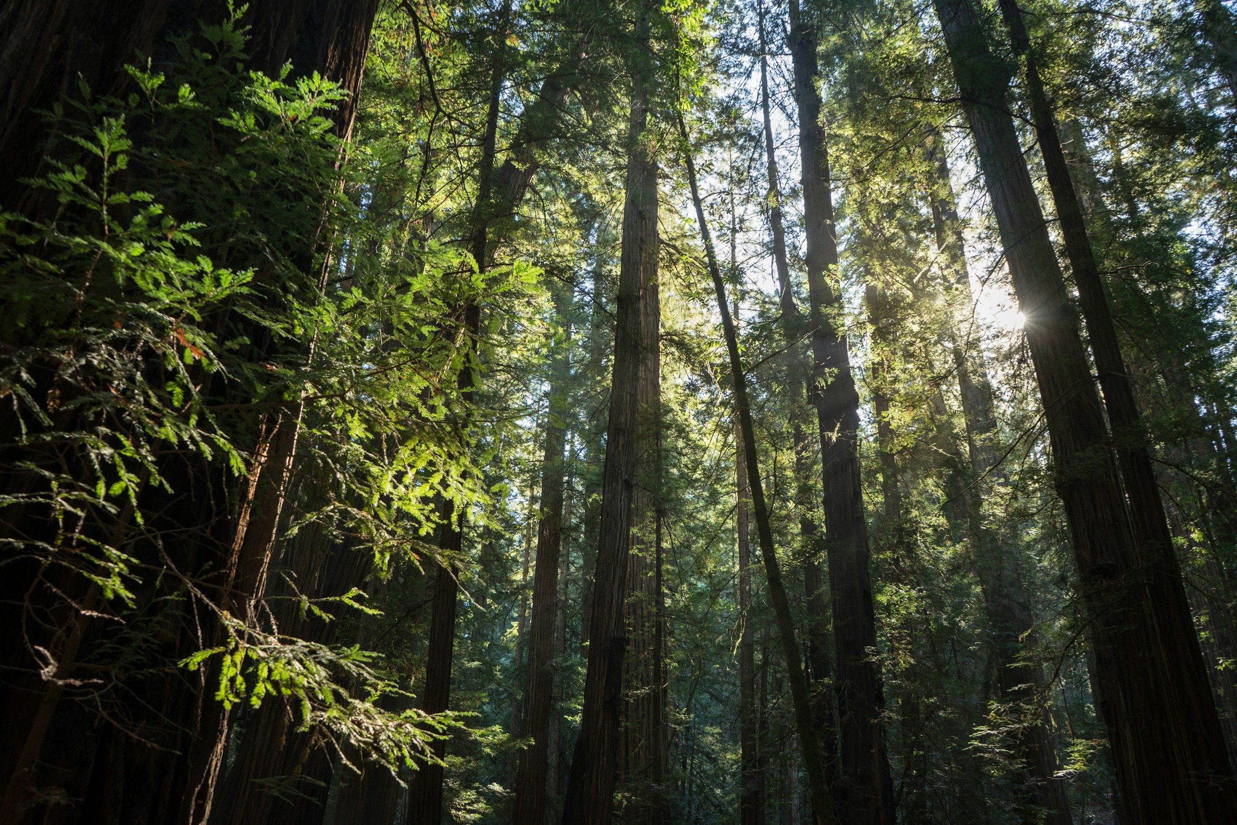 Sun shining through tall redwood trees in a dense forest with green ferns.