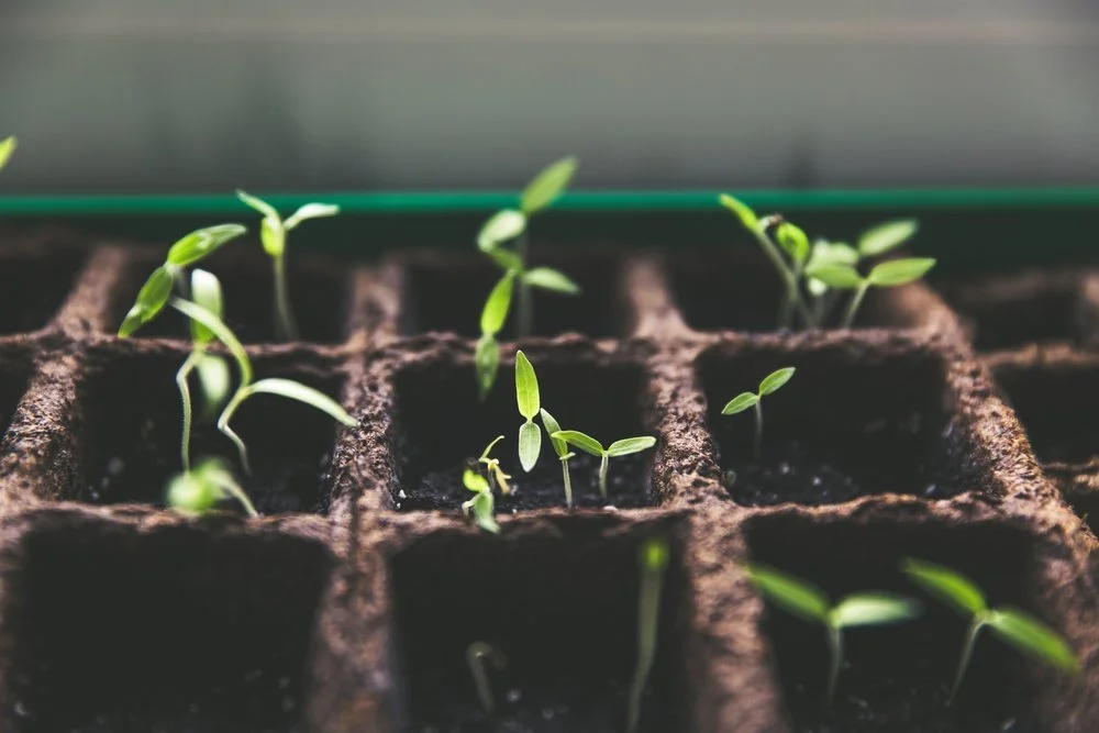 New to Gardening? Tips for Success!