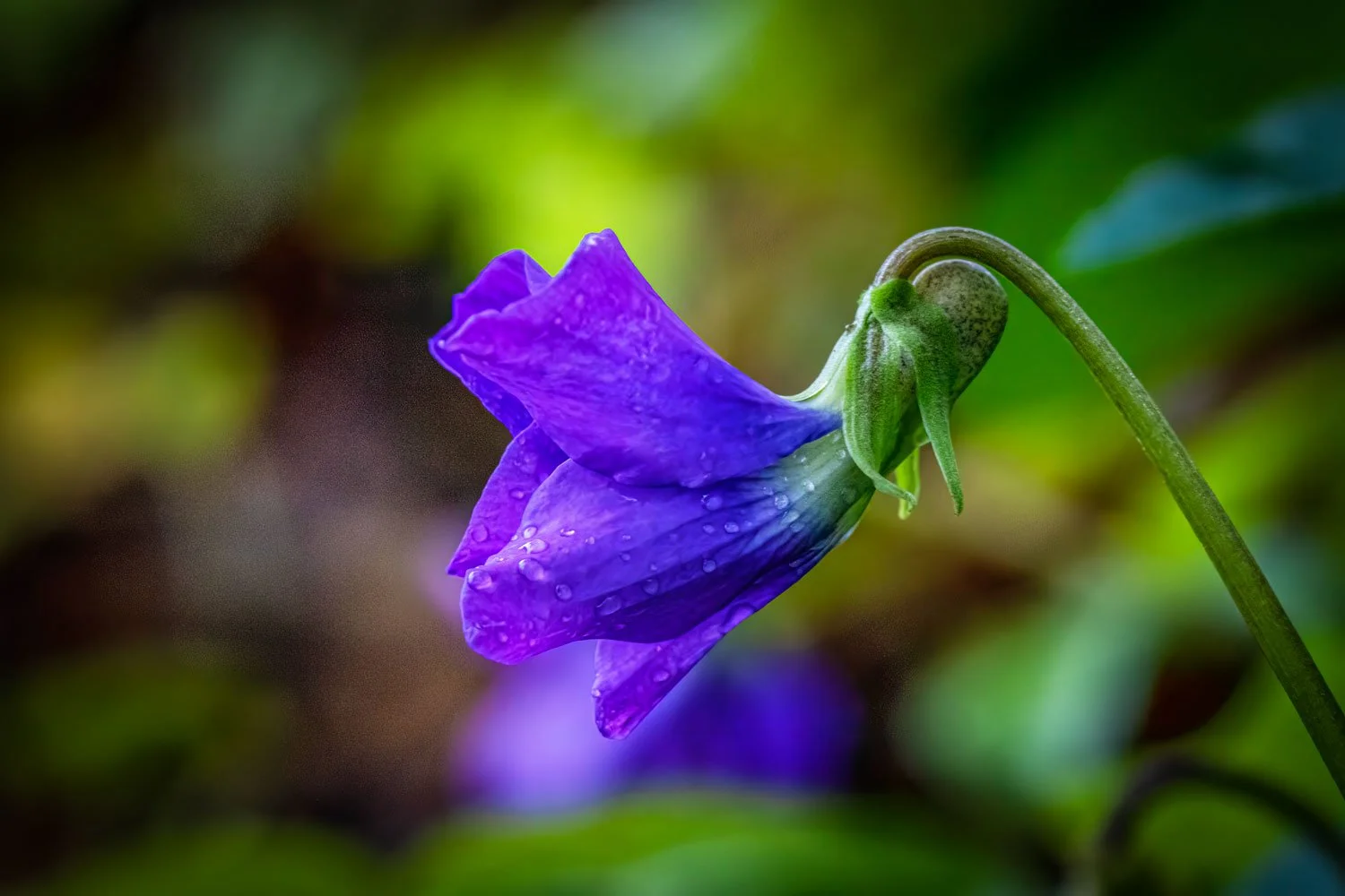 Violet-9246-topaz.jpg