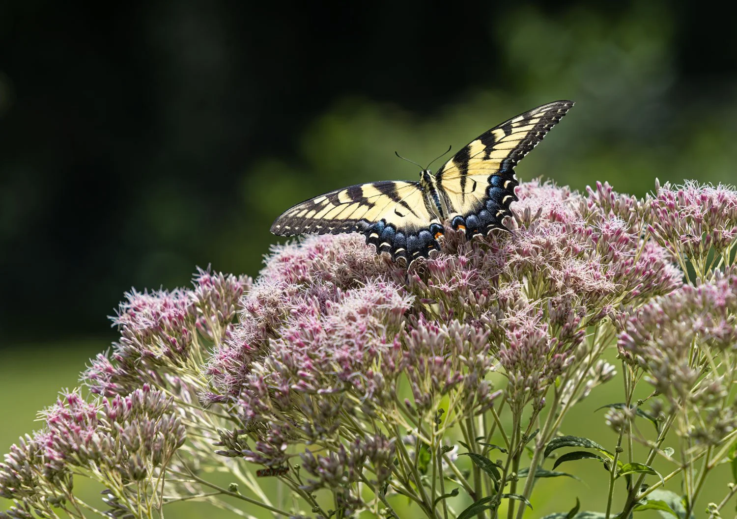 Swallowtail-joe-pye-2857.jpg