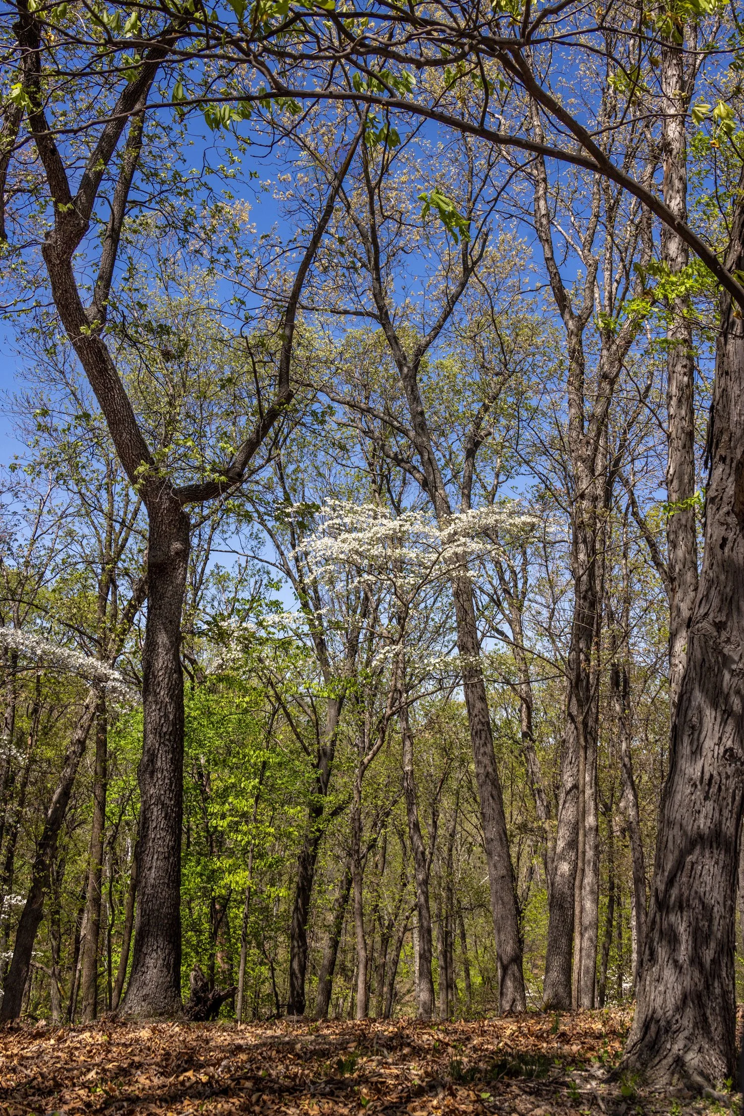 Spring-Forest-2269.jpg