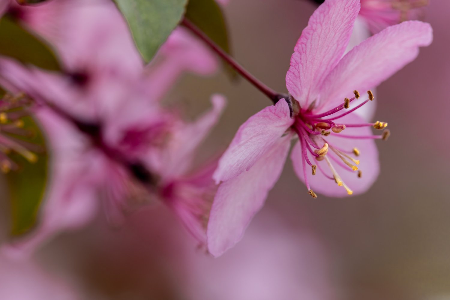 Cherry-Blossom-8484.jpg