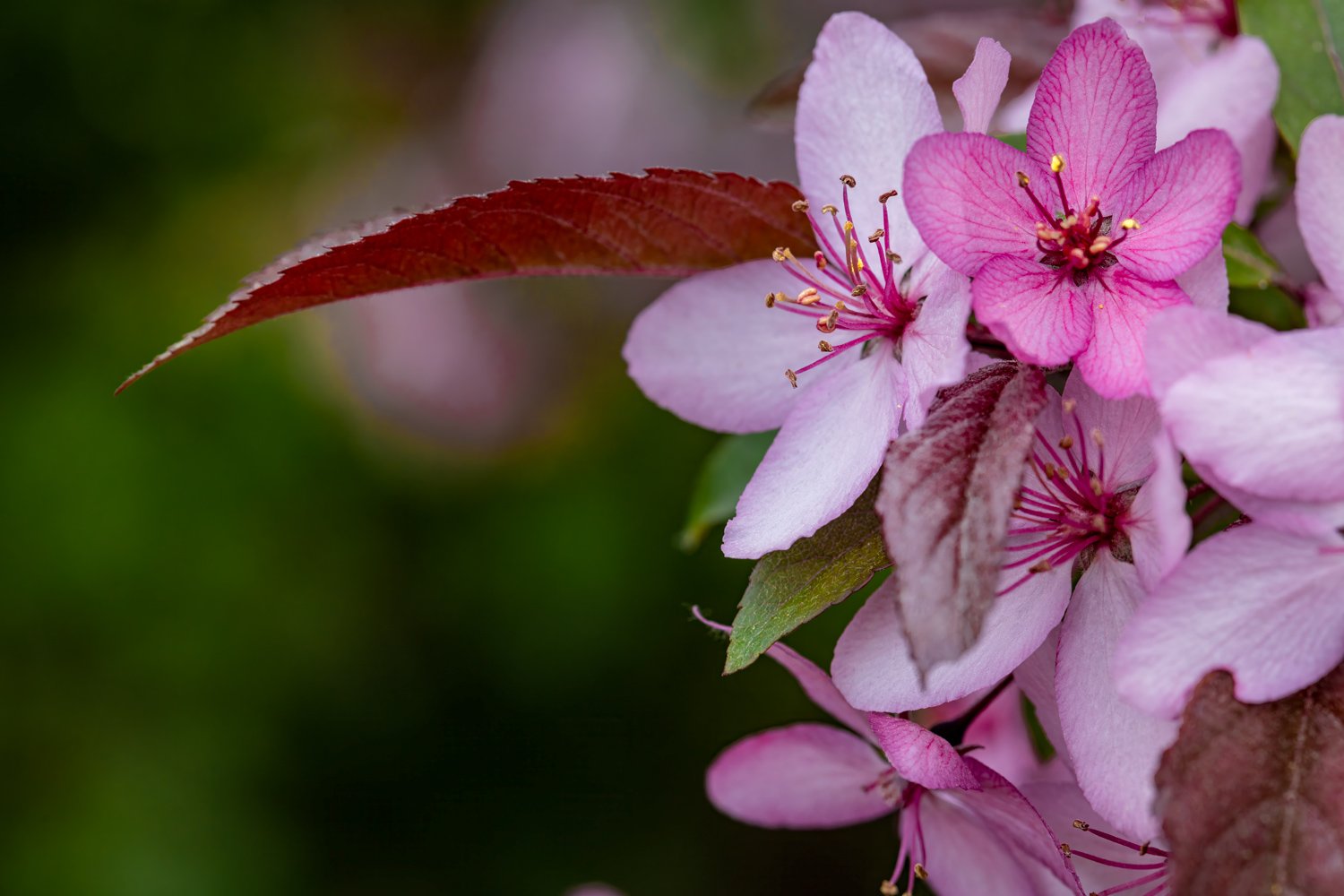 Cherry-Blossom-8551.jpg