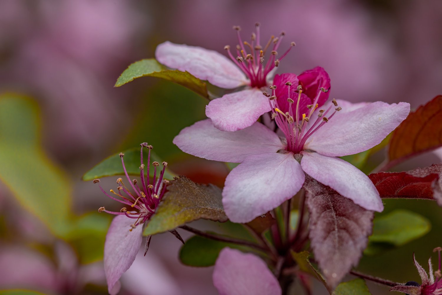 Cherry-Blossom-8494.jpg