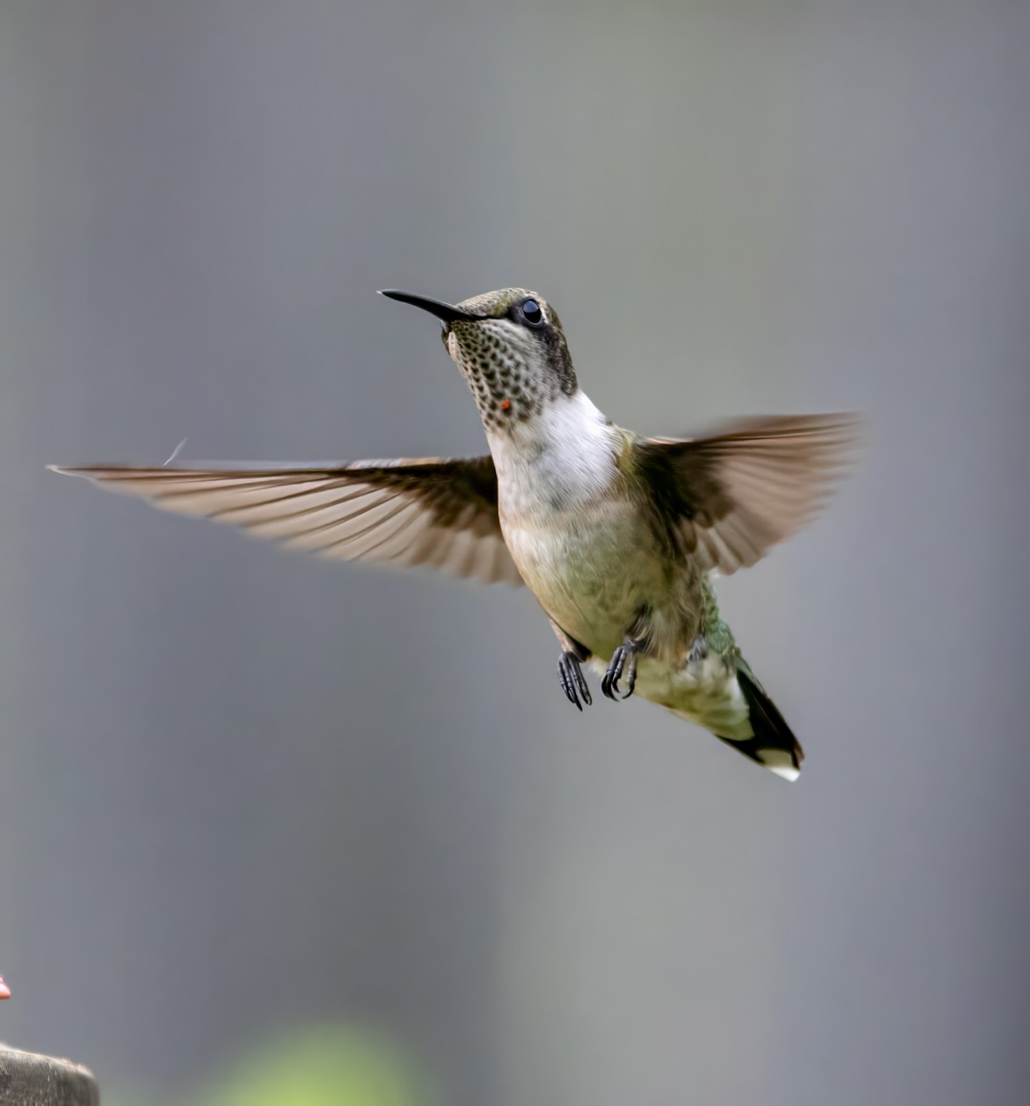 Ruby-Throated-Humming-Bird-1142.jpg