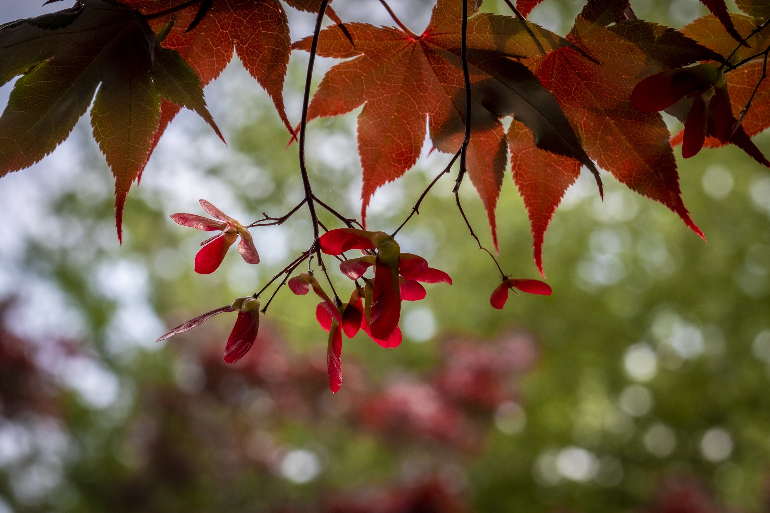 Red Maple 1523 copy.jpg