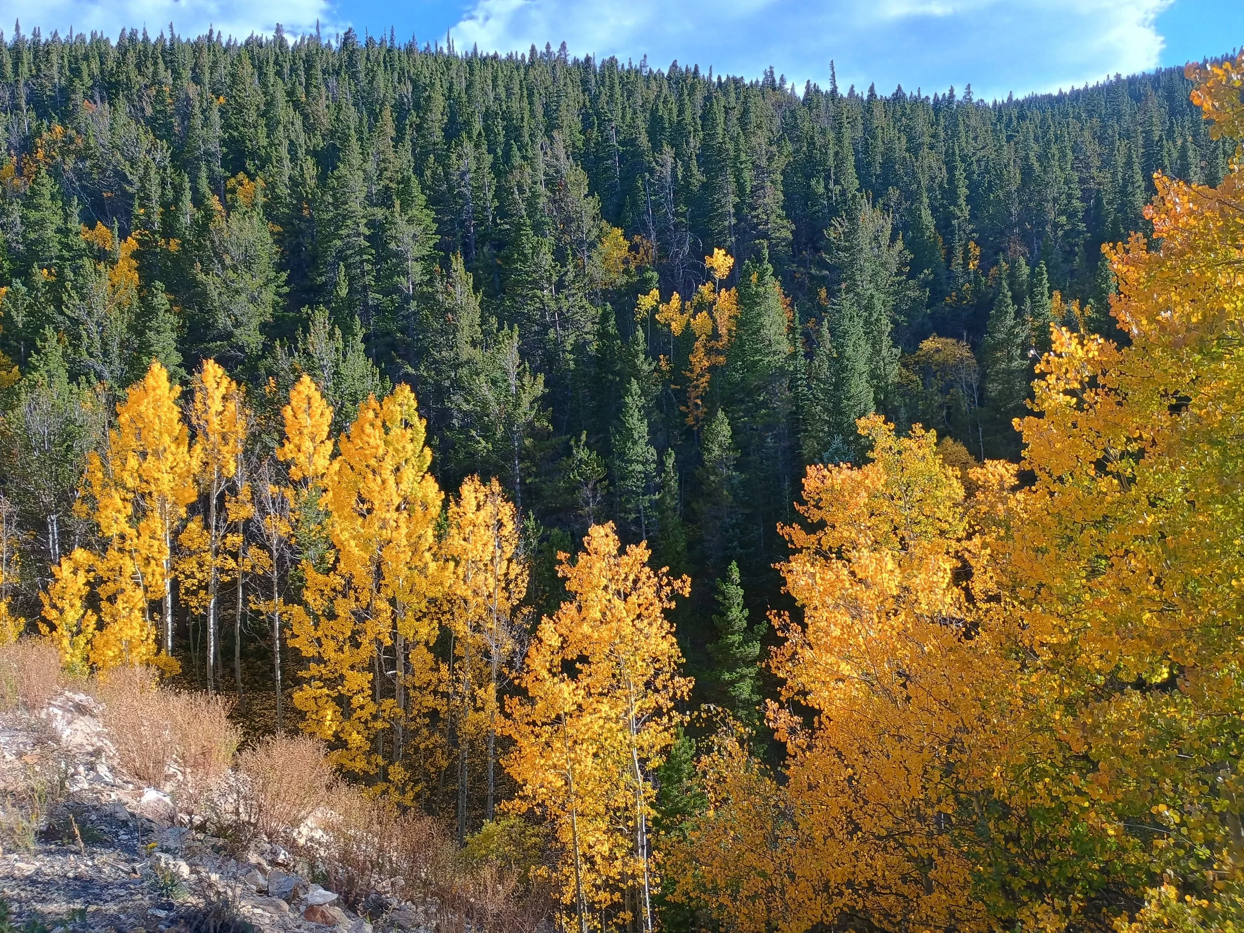 Beautiful turning aspen trees in Colorado, symbolizing the ease of copyediting services from Aspen Root Editing.
