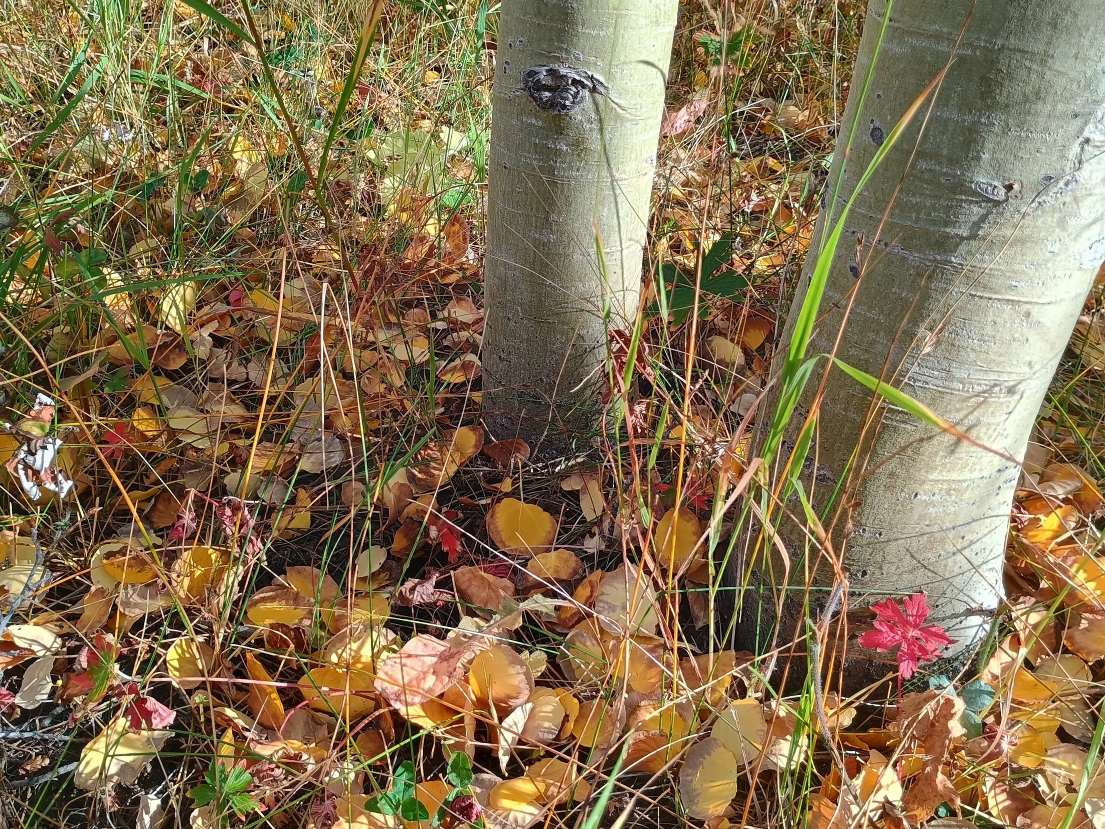 The base of an aspen tree, symbolizing Aspen Root Editing's ability to strengthen writing.