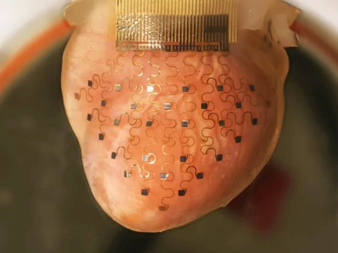 Sharon George and Rose Yin Receive AHA Fellowships