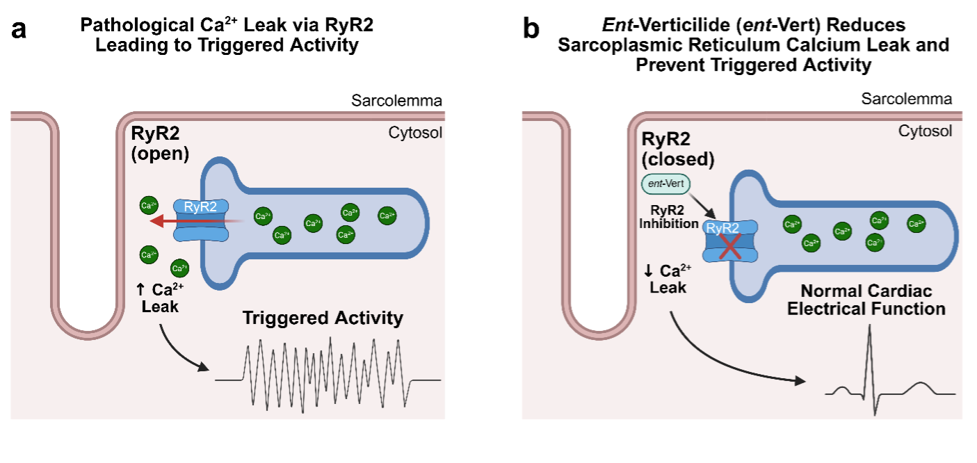 New Publication: A Promising Anti-Arrhythmic Therapy Targeting RyR2 Tested in the Human Heart