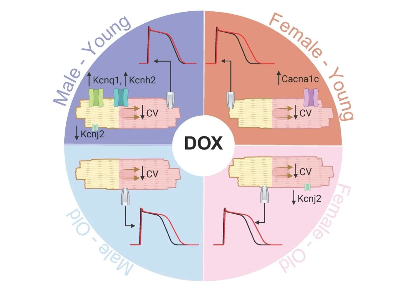 A New Paper on Age- and sex-specific modulation of human cardiac electrophysiology by doxorubicin has been accepted for publication by the Journal of Physiology