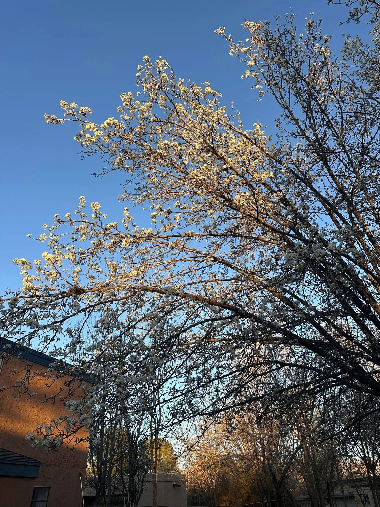 Something beautiful is blooming in my backyard&hellip;

I&rsquo;m truly grateful for it right now. 

Show me something beautiful from your life!  I&rsquo;d love to see it!