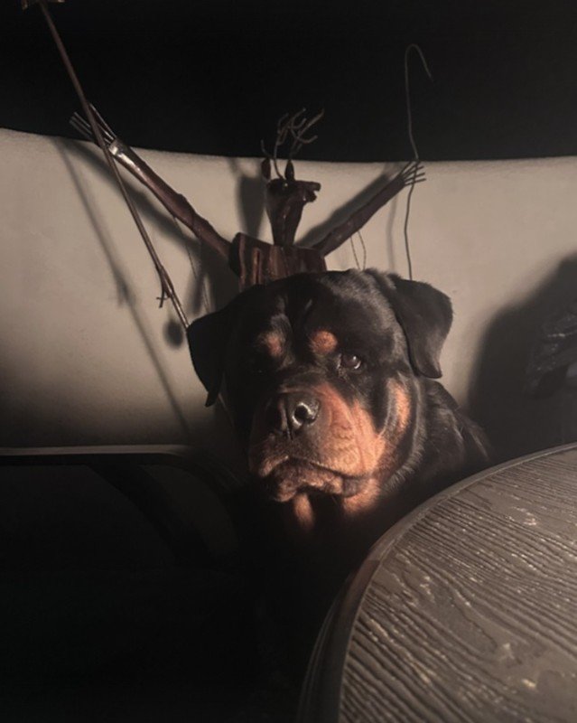 I lost my beautiful dog, my baby Rooster, this weekend. 🖤

Rooster was four years old, never more than six feet from my side, and the silence he left behind is something I wasn't prepared for. Actually, it's deafening.

So many of you know this part