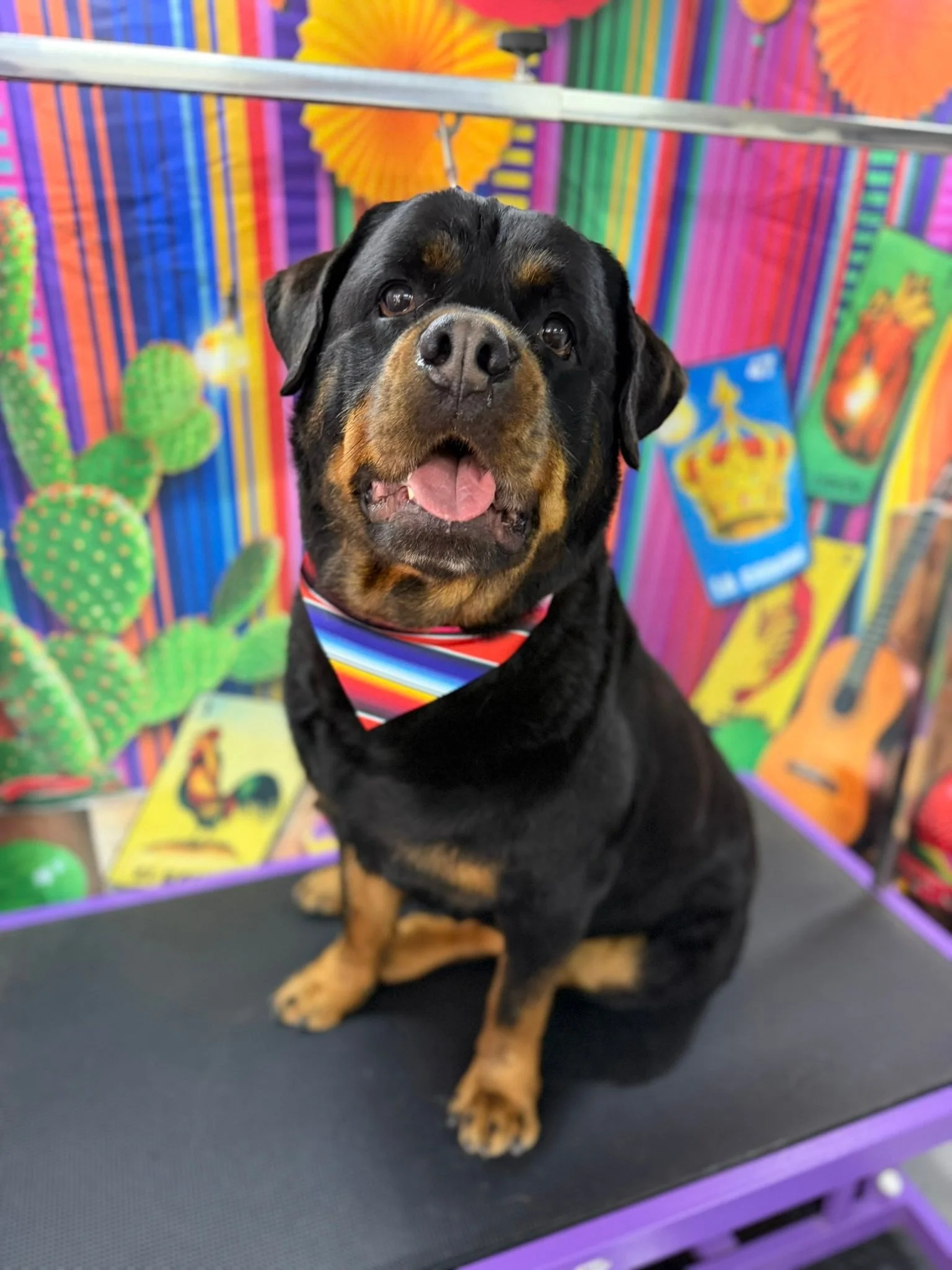 Meet Samson, Rooster&rsquo;s littermate.  I don&rsquo;t get as many beautiful pictures of him as I did a rooster, mostly because he&rsquo;s usually chasing a ball.

In other words, he&rsquo;s a single-minded golden retriever in a Rottweiler&lsquo;s b
