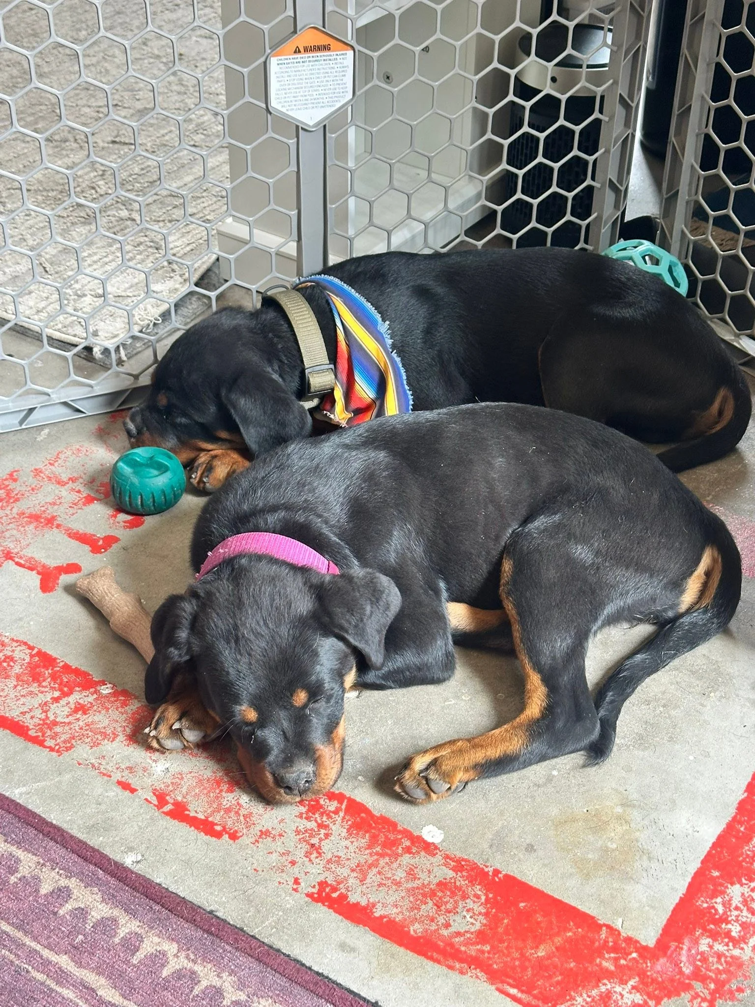 Thorin and Faeyla, reunited!