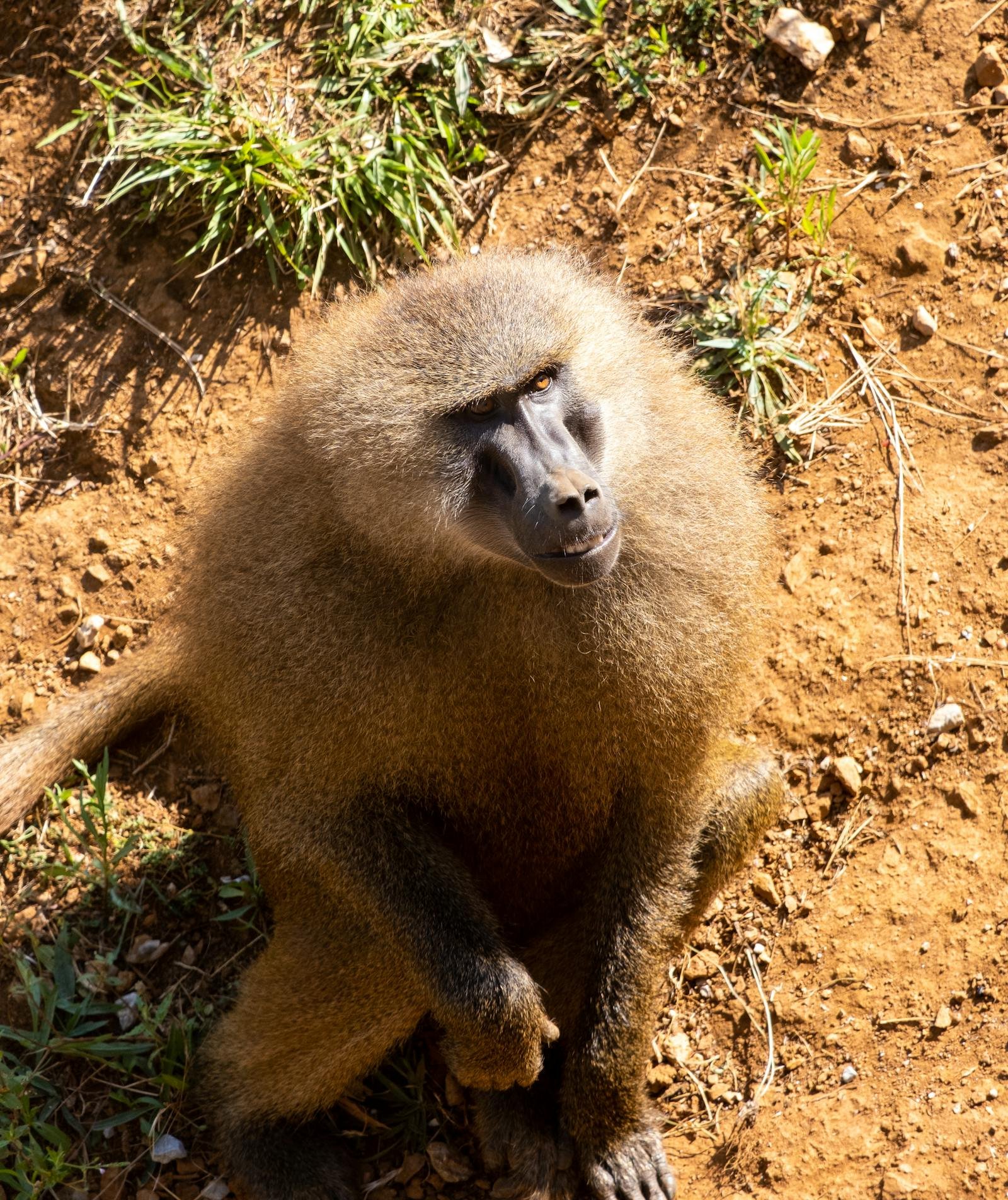 chimp.jpeg