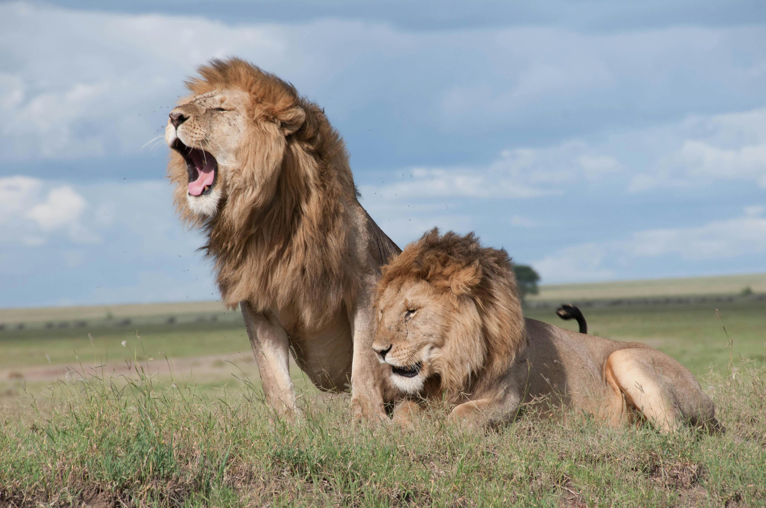 lions.jpg