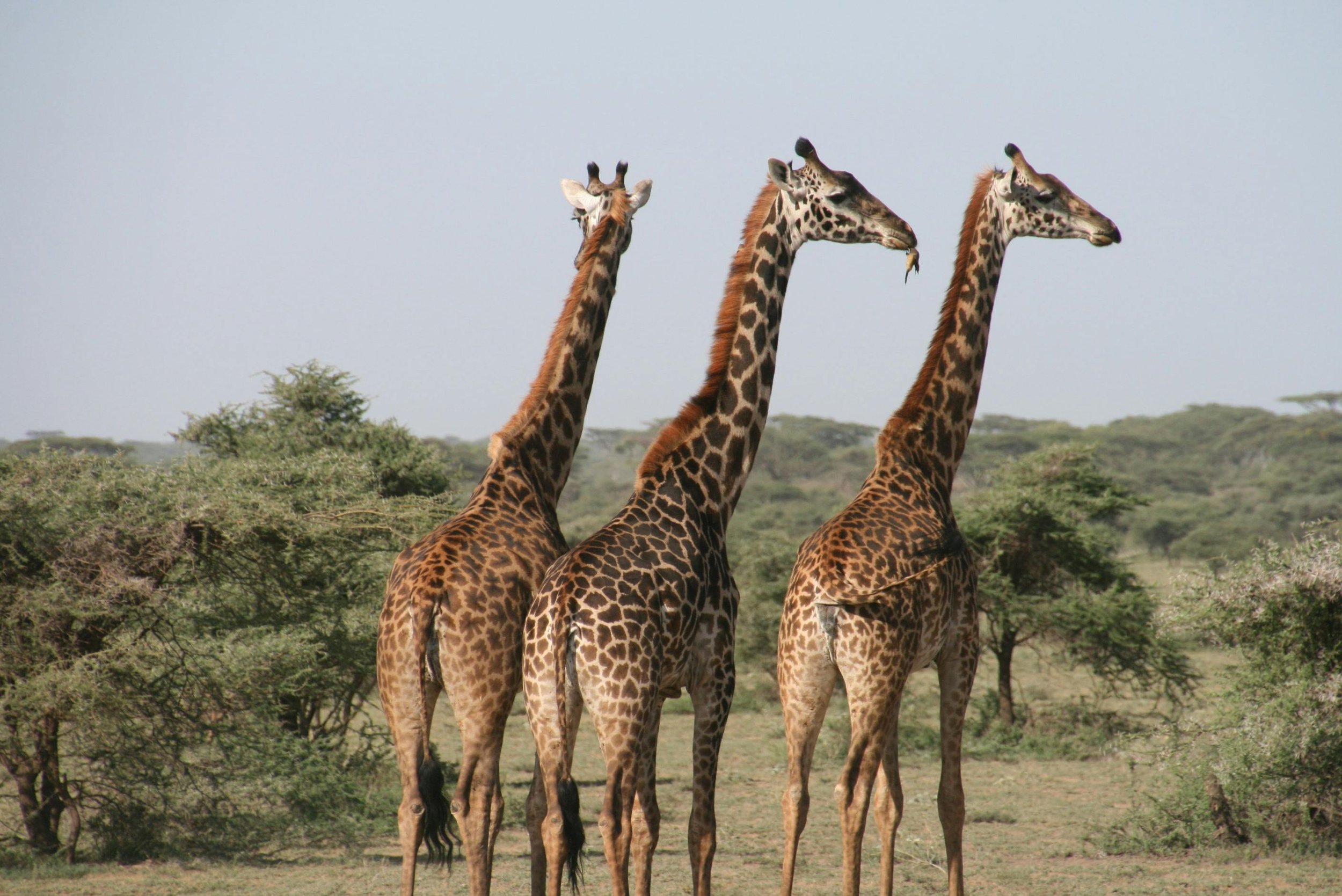 giraffs.jpg