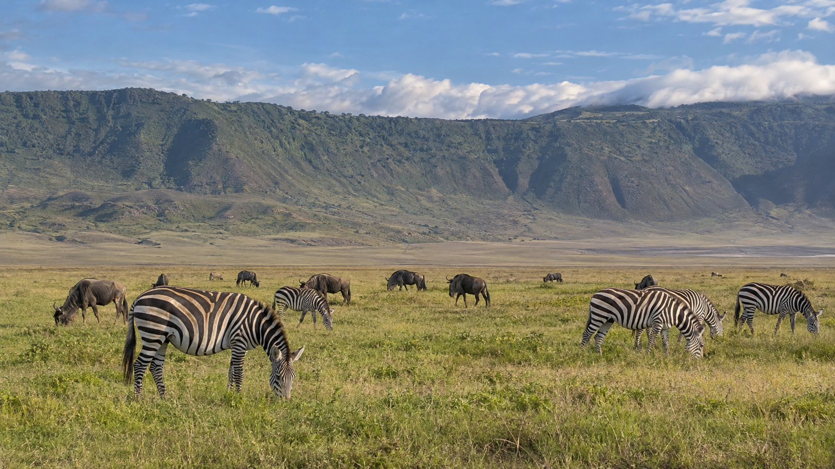 Zebras grazing in Ngorongoro Crater-1.png